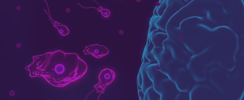 Infecção de bactéria de meningite atacando o cérebro