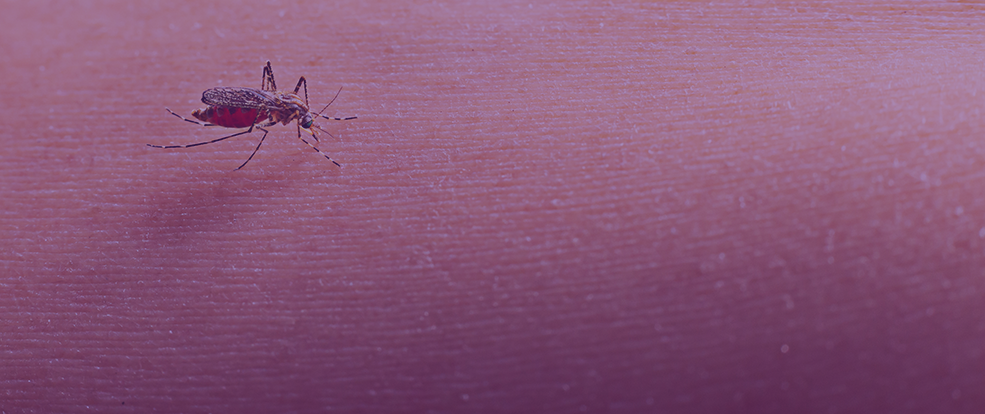Mosquito da dengue picando pessoa 